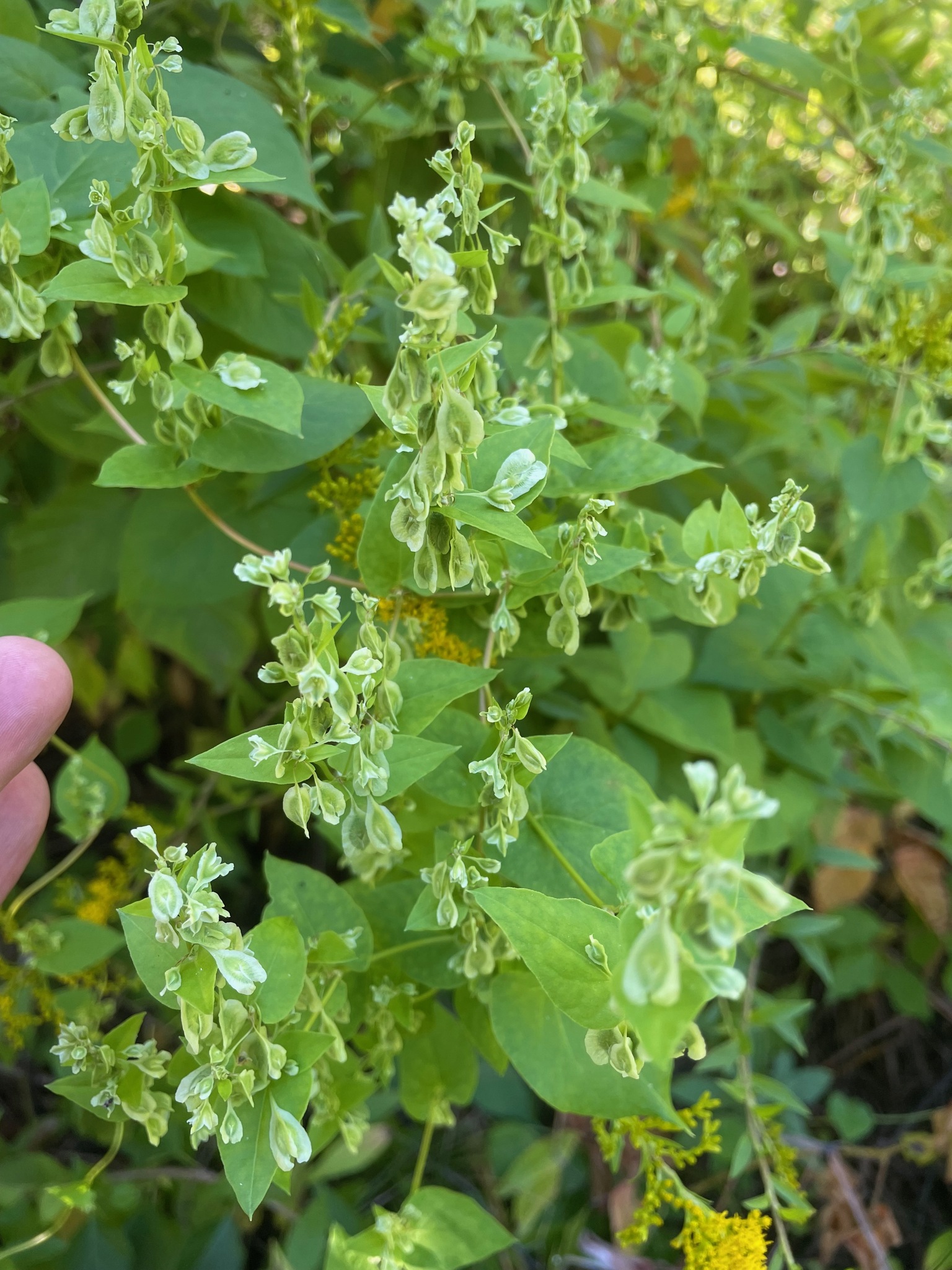Climbing False Buckwheat (Fallopia scandens)