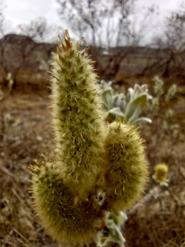 Woolly Willow (Salix lanata)