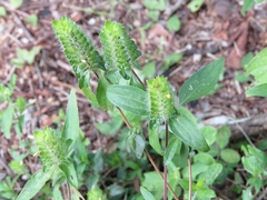 Tetramerium