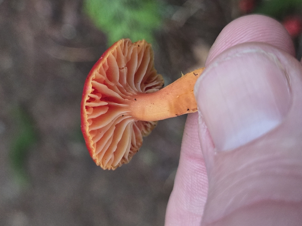 Hygrocybe coccinea · December 2025 · photo: © shanebustapbj (iNaturalist, cc0)