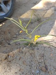 Chamaecrista flexuosa