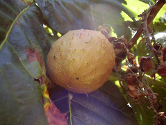 Aesculus × carnea
