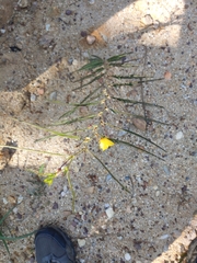 Chamaecrista flexuosa