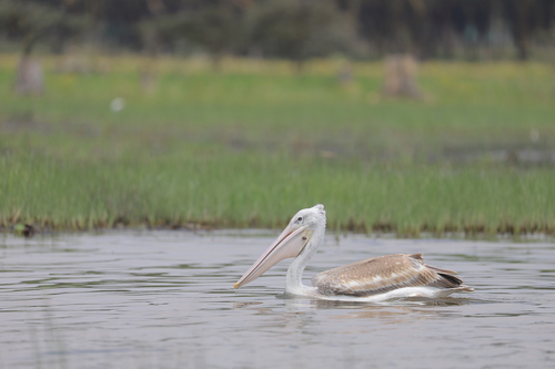 iNaturalist: (c) leekelai, some rights reserved (CC BY-NC), uploaded by leekelai iNaturalist image