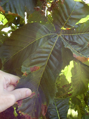 Aesculus × carnea