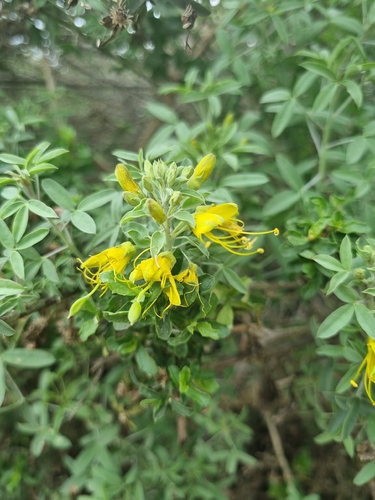 iNaturalist observation photo of Bladderpod
