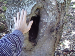 Aesculus × carnea