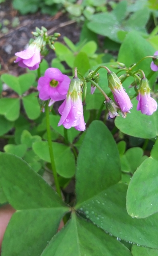 Oxalis dehradunensis, photograph 6