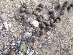 Odocoileus hemionus eremicus