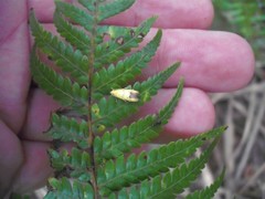 Gymnobathra flavidella