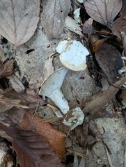 Loweomyces fractipes