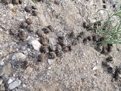 Odocoileus hemionus eremicus