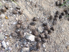 Odocoileus hemionus eremicus