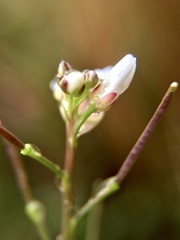 Cardamine scutata