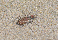 Cicindela bellissima