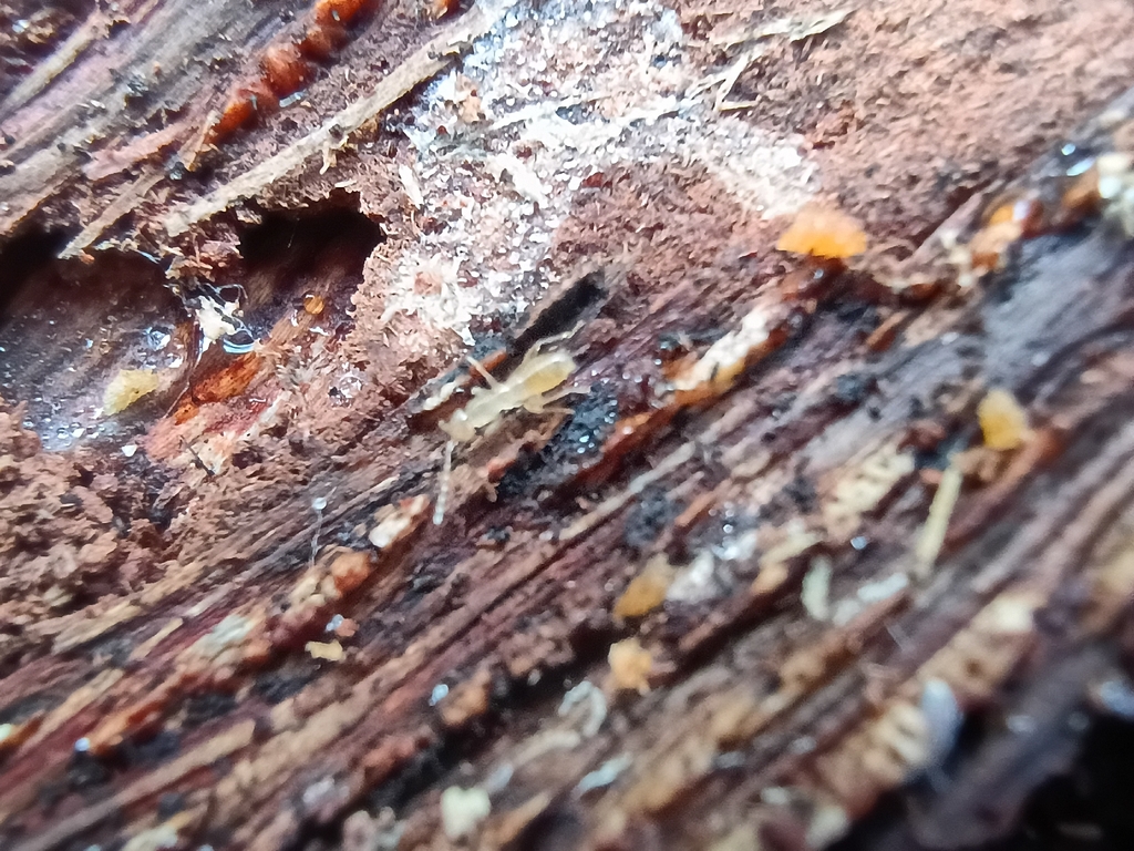 Hubbard's Angel Insect from Santa Fe, FL 32615, USA on December 30 ...