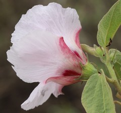 Gossypium sturtianum
