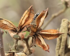 Gossypium sturtianum