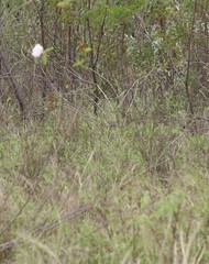 Gossypium sturtianum