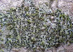Buellia arborea
