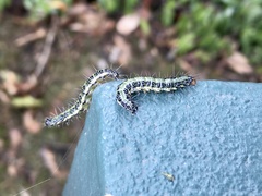 Uresiphita maorialis