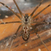 Marbled Cellar Spider - Photo no rights reserved, uploaded by Zygy