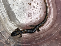 Plethodon grobmani