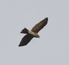 Accipiter virgatus