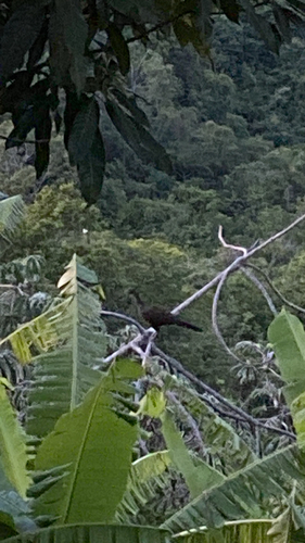 Dusky-legged Guan