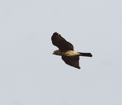 Accipiter virgatus