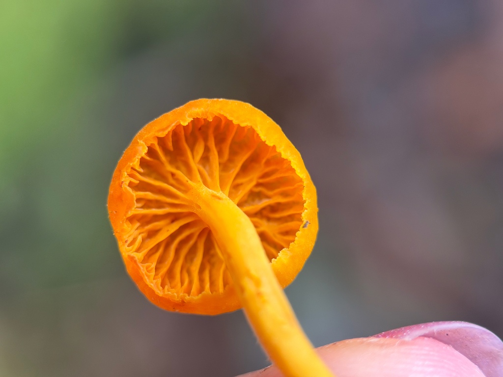 Cantharellus minor