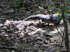 Varanus palawanensis