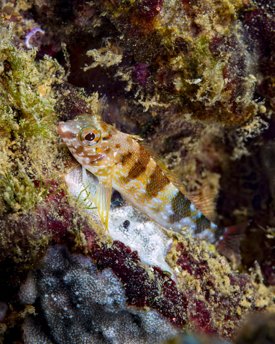 Fishgod Blenny