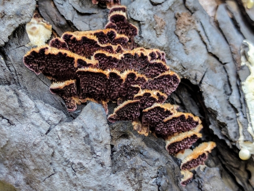 Purplepore Bracket (Trichaptum abietinum)