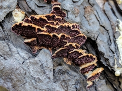 Trichaptum abietinum image