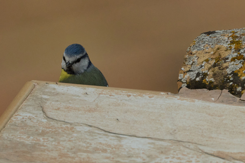 Avistamiento Cyanistes caeruleus