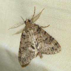 Pseudocoremia suavis