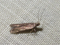 Monochroa leptocrossa