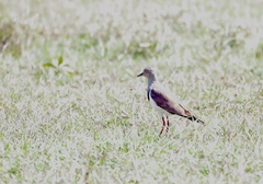 Black-Winged Lapwing photo 3