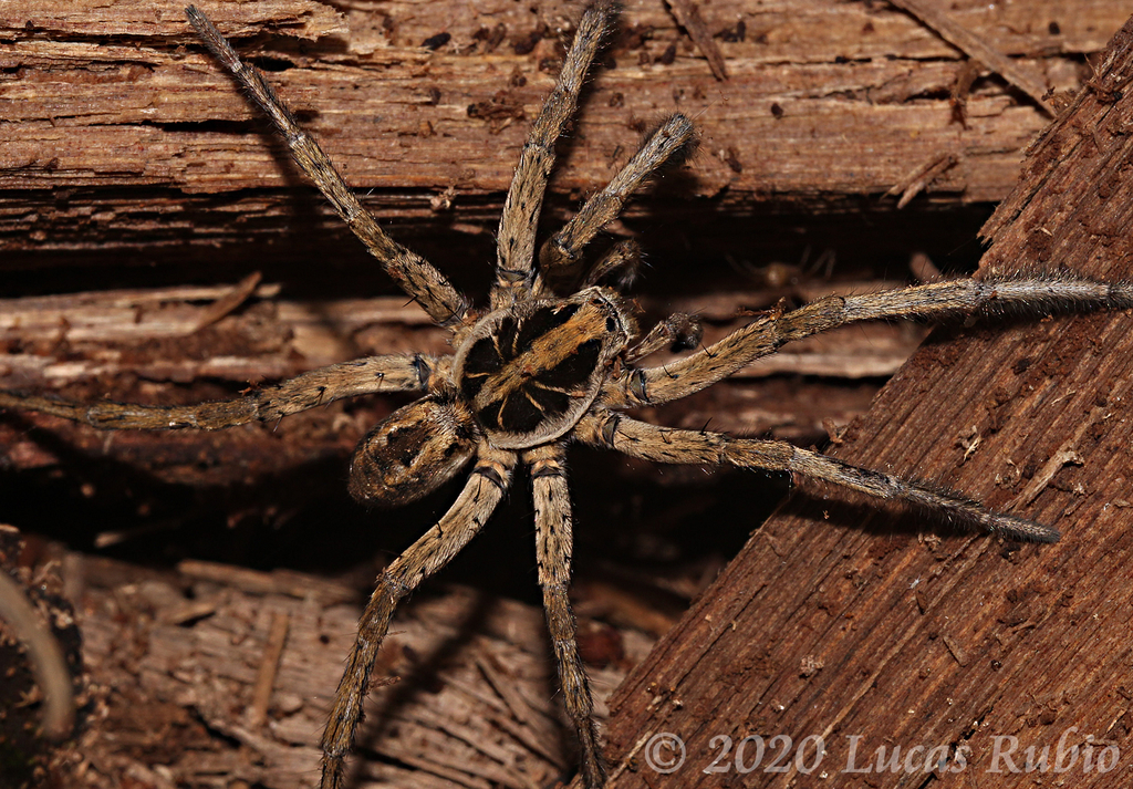 Schizocosa malitiosa