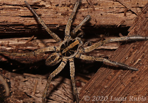 Schizocosa malitiosa