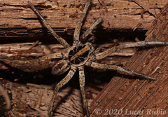 Schizocosa malitiosa