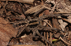 Schizocosa malitiosa