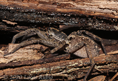 Schizocosa malitiosa