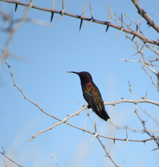 Anthracothorax mango