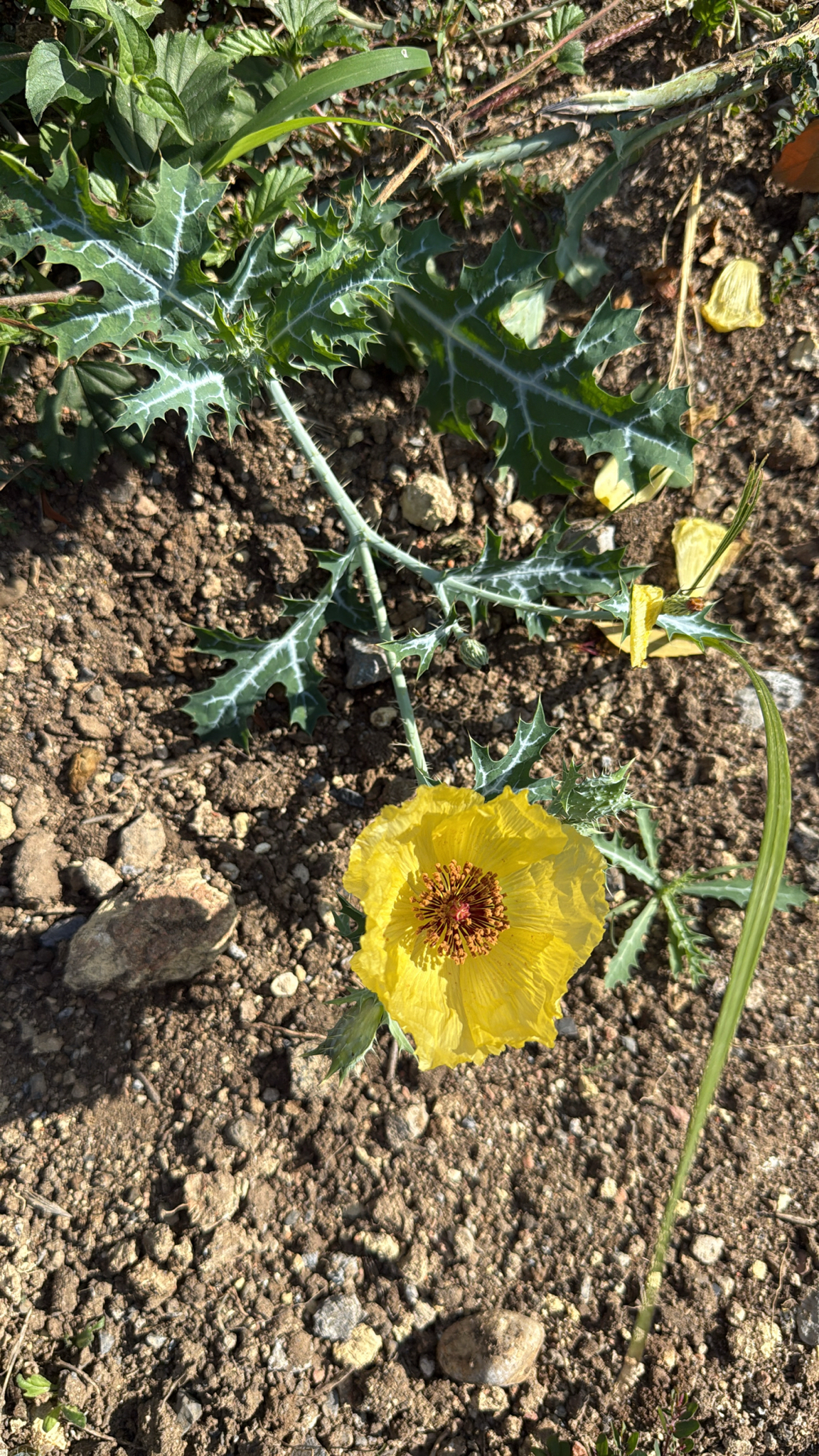Golden Pricklypoppy (Argemone aenea)