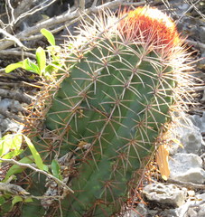 Melocactus caroli-linnaei