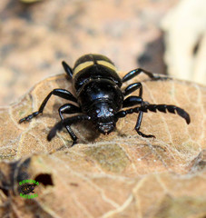 Lissonotus flavocinctus