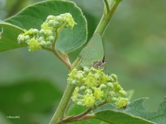 Cyanophrys miserabilis