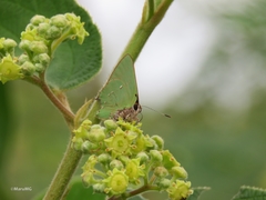 Cyanophrys miserabilis